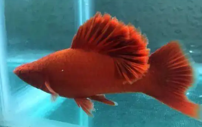 红剑鱼和什么鱼混养好？快来看看吧！