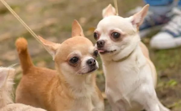 养吉娃娃的坏处是什么？你后悔了吗