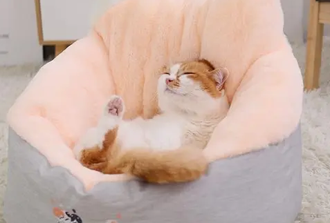 猫咪不愿意睡猫窝？是因为这5大原因