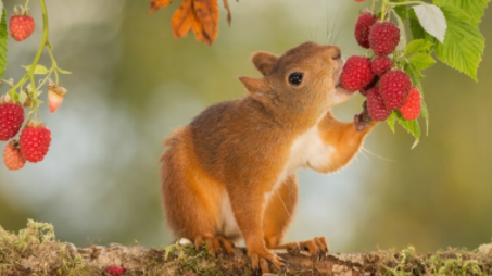 松鼠爱吃什么？我来告诉你～