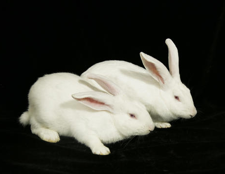 夏温拿兔是宠物兔吗？带你了解一下