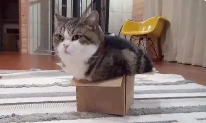 给猫咪买了一个猫窝，它却毫无兴趣，这是为什么啊？