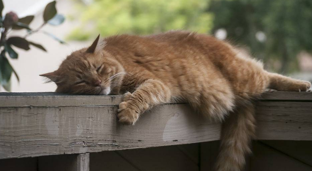 Cankeys看奇：你真的不好奇猫猫眼中的世界吗？