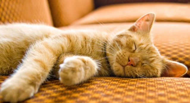 别买猫窝了，猫咪最喜欢睡觉的地点，是这7个地方