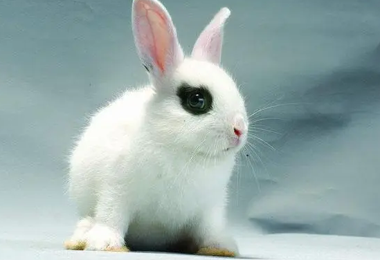 来看看侏儒海棠兔多少钱吧~