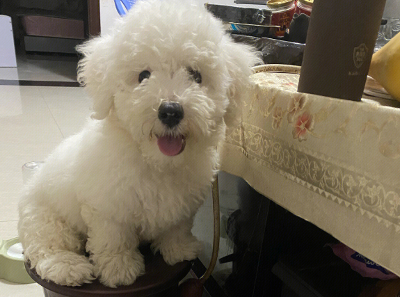 比熊毛变黄怎么回事？新手铲屎官可以了解一下