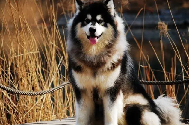 狗狗也爱吃零食，铲屎官要注意了，请选择正确的零食