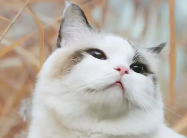 一个月的小猫吐了怎么回事？看完你就知道了！