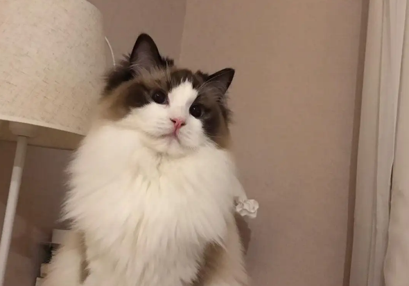 布偶猫血统证书这样看就可以了解到相关数据了! 布偶猫血统证书这样看就可以了解到相关数据了!