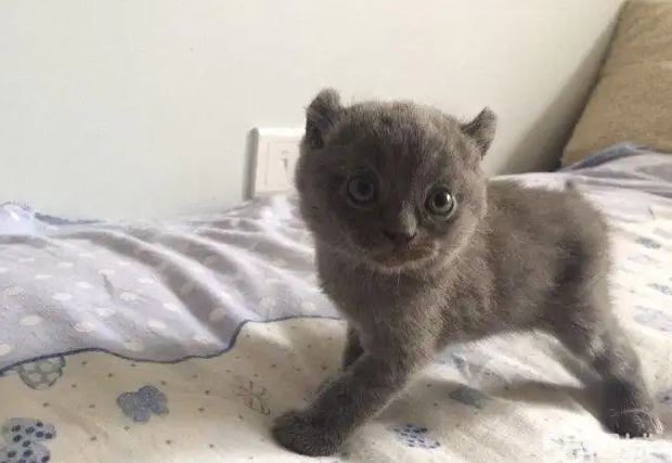 你们说，卷耳蓝猫是不是英短？