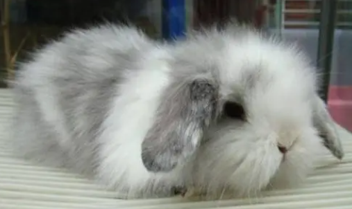 美国长毛垂耳兔怕冷吗？说出来你可能不信！
