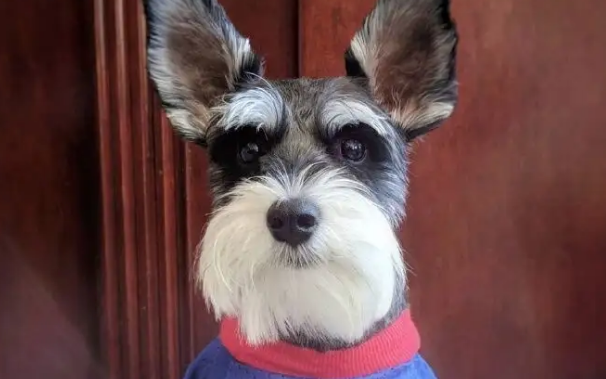 雪纳瑞体型有三种，你们知道吗？