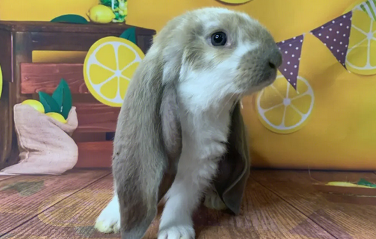 每日一问：英国垂耳兔喜欢吃什么？