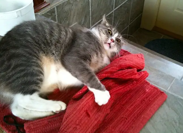 为什么猫拉完屎像疯了一样？可能是因为这个