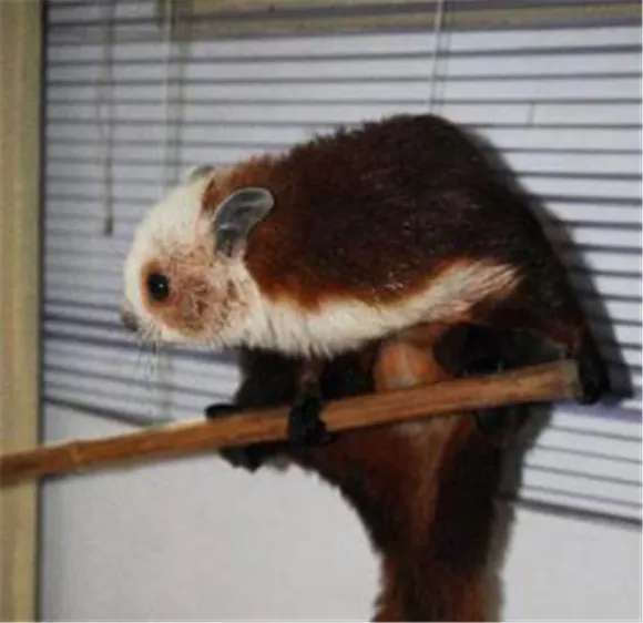 低泡飞鼠是什么鬼，看完这篇你会更了解TA