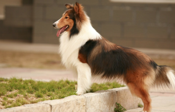 一文带你了解，如何量身定做长发美狗狗？