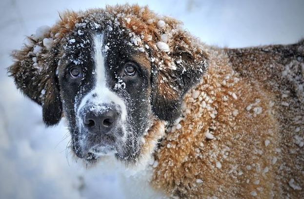 盖夫金冠让羊奶粉拥有母乳般的营养 