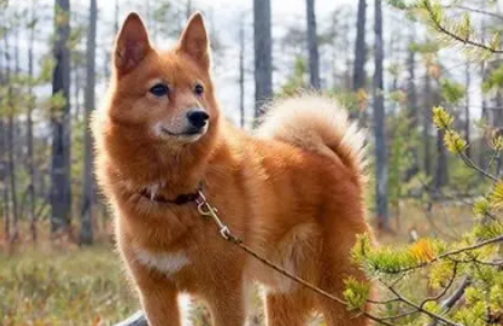 芬兰狐狸犬竟然有这些缺点，看看适不适合你养呢？