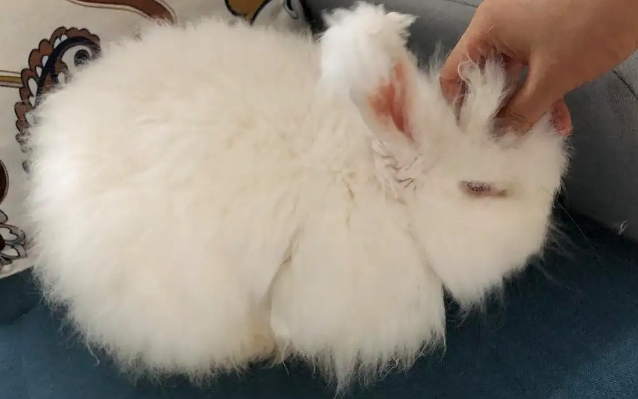 安哥拉长毛兔掉毛么？饲养前有必要了解一下