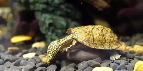 平背麝香龟不吃不喝，竟然是因为……