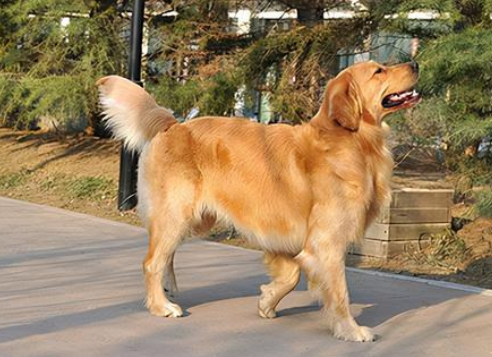 金毛呕吐了怎么样？速来了解下