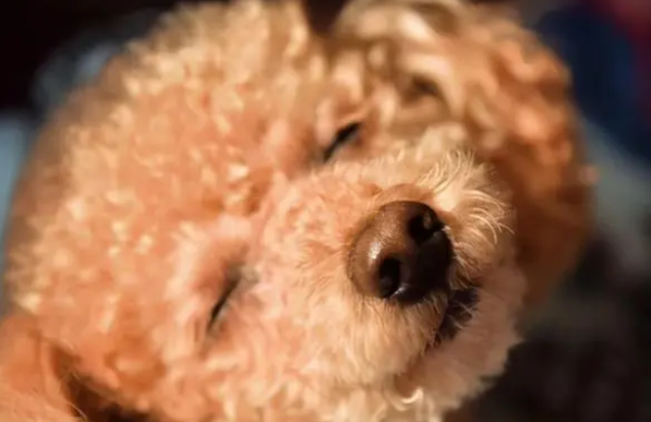 聪明的泰迪，你拥有了吗？