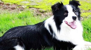 边境牧羊犬喂生肉好处多多！