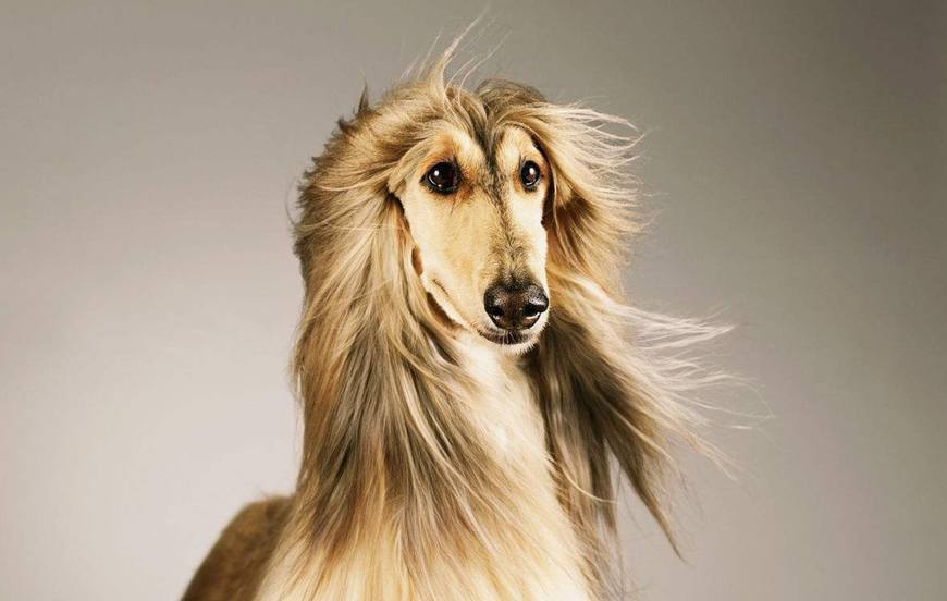 狗毛很长很飘逸的是什么狗?快来看看吧~ 狗毛很长很飘逸的是什么狗?快来看看吧~