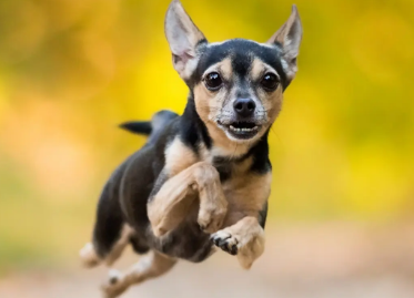 饲主科普：小狗冠状病毒如何治疗