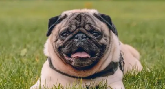 想知道巴哥各年龄段体重表？一起来看看吧