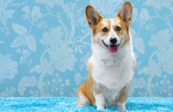 柯基这么傻里傻气，它的智商在犬类中排第几呢？