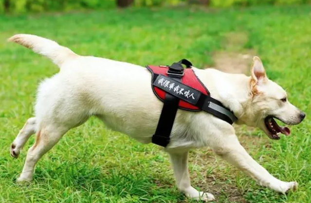 养大型犬，如果牵引绳选错了，可以轻松“毁”掉一条狗