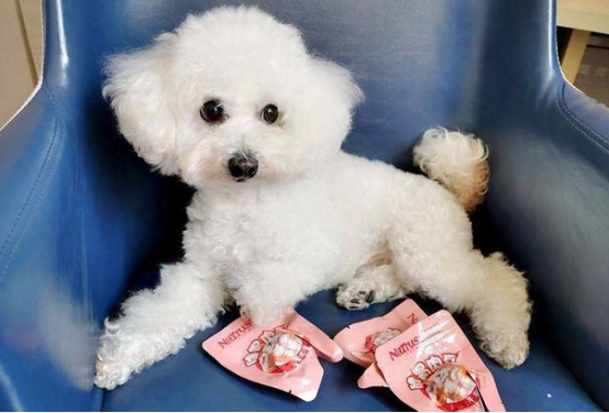 小体比熊是串串吗？想知道正确答案的看这里！