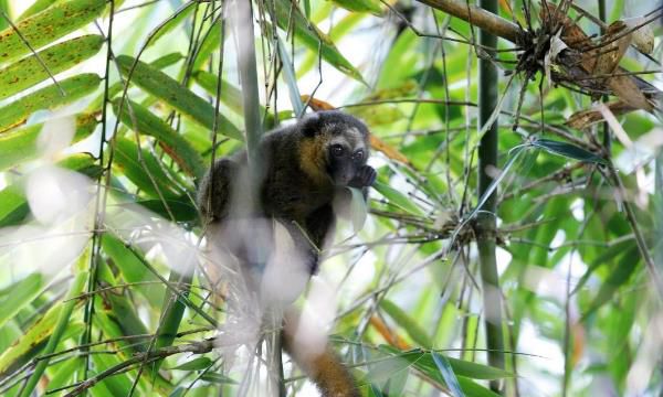 居然有猴子不爱吃香蕉？让我们一起走近金竹驯狐猴吧