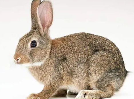 灰栗兔能长多大？看完你就明白了