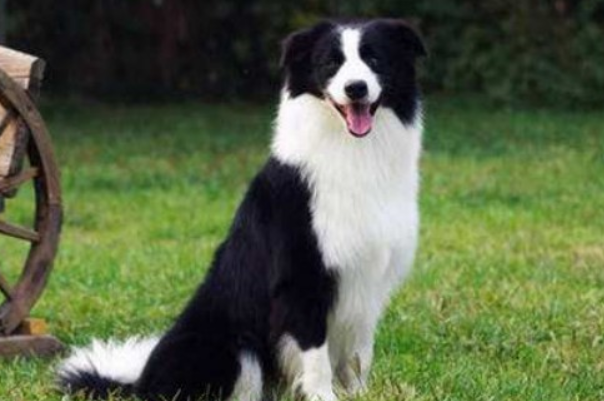 汪汪队狗的品种名字，你们了解多少？