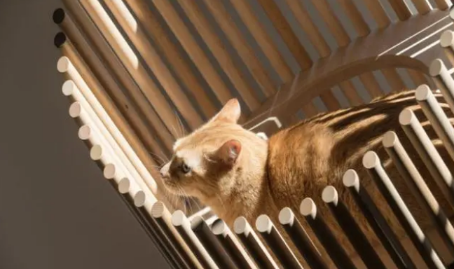 猫咪定制3层小别墅，需要了解的人速来看！
