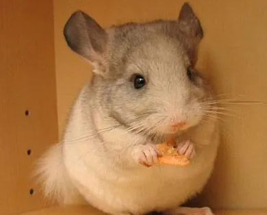 你们说，龙猫为什么晚上像鸭子一样叫？