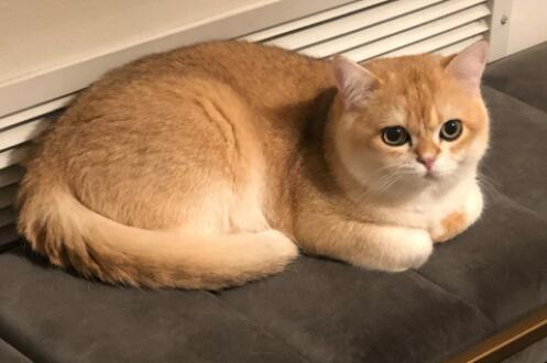 金渐层是英短中最名贵的吗，价值几何？