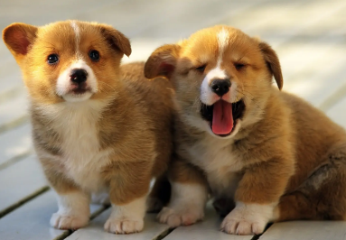 狗狗得了细菌性皮肤炎是怎么回事?新手必看! 狗狗得了细菌性皮肤炎是怎么回事?新手必看!