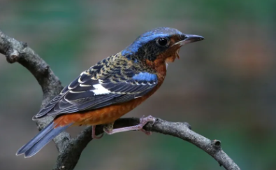 挑选白喉矶鸫有什么讲究吗？感兴趣的可以来看看