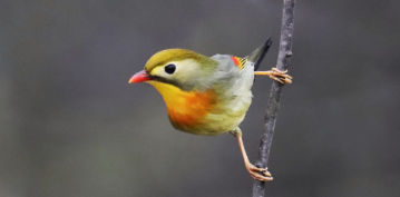 相思鸟怎样挑选？方法如下