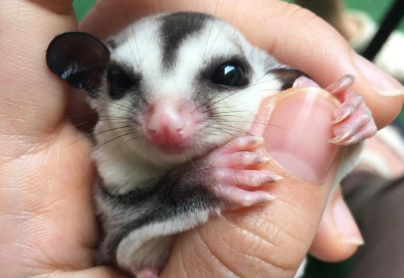 蜜袋鼯多久繁殖一次，看完可能会让你大吃一惊
