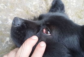 今日科普：狗狗的眼睛结构和视觉解析