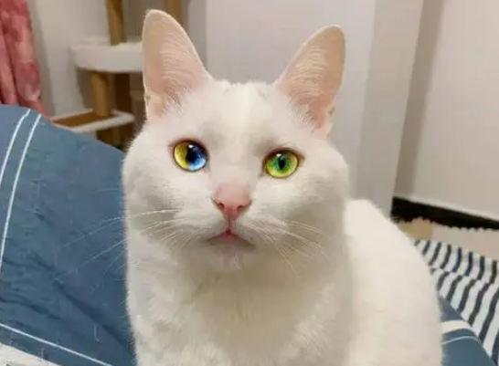 褴褛猫怎么配出来的？其实是这样配种的