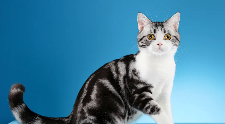 来了解一下美短眼睛颜色标准 来了解一下美短眼睛颜色标准