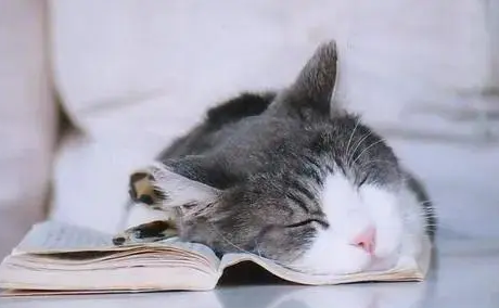 给猫咪买了一个猫窝，它却毫无兴趣，这是为什么啊？