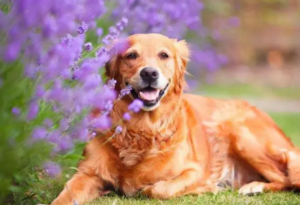 金毛狗狗多大算成犬？这篇文章可以看看