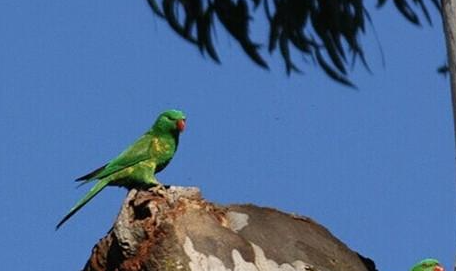 了解完这些，你还想养美丽的鳞胸吸蜜鹦鹉吗？