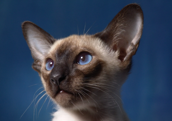 暹罗猫的叫声是什么样的？沙哑吗？